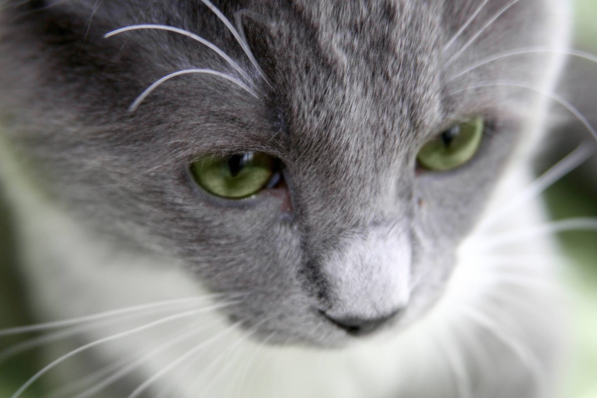 Katzen sterben in NRW-Tierheim: Pfleger verzweifeln – „Nerven liegen blank“