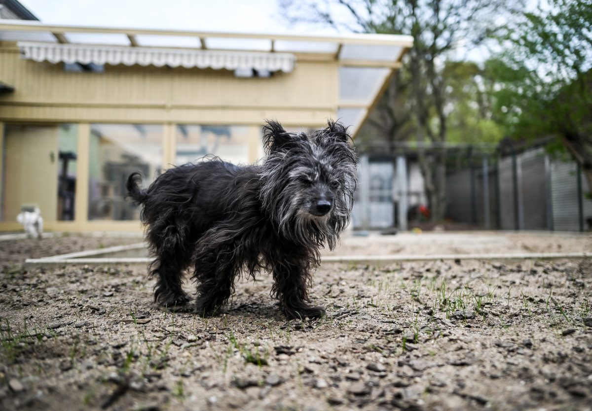 Tierheim im Ruhrgebiet trauert um geliebten Hund – „Er war so ein lieber Schatz“