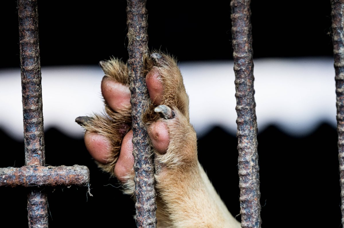 Hunde auf Mallorca in schrecklichem Zustand – DIESE Bilder rühren zu Tränen