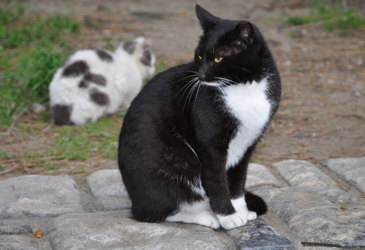 NRW: Katze landet immer wieder im Tierheim – Besitzerin platzt der Kragen! „Hört auf“