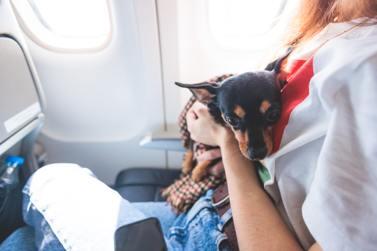 Urlaub mit Hund: Schock für Reisende! In dieses Land dürfen sie ihren Liebling nicht mehr mitnehmen