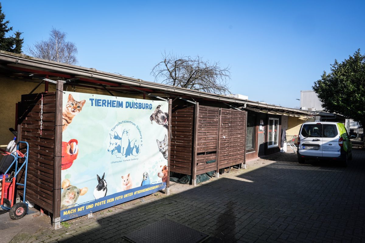 Tierheim Duisburg macht bittere Entdeckung vor dem Tor – „Es ist so traurig“
