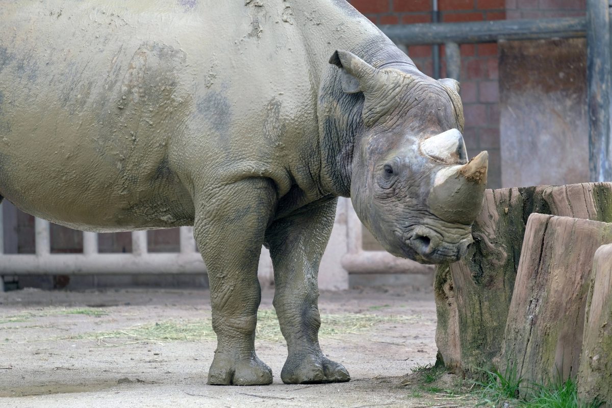Zoo in NRW: Trauriger Abschied! Besucher vermissen ihren Liebling