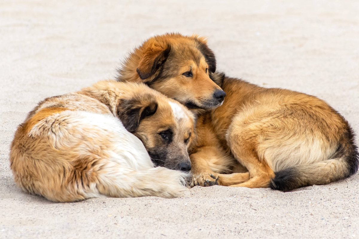 Tierheim in NRW soll Hunde aufnehmen – doch dann passiert es: „Wir sind erschüttert“