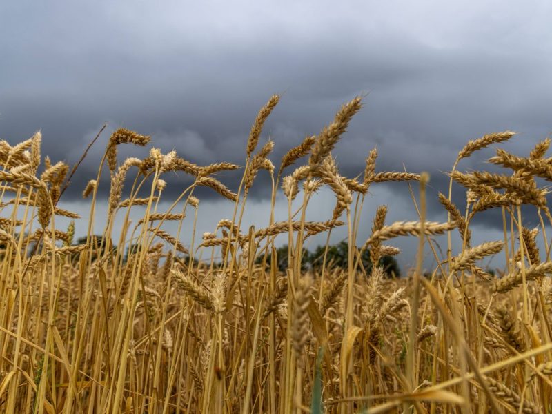 Wetter in NRW: Üble Prognose – Experte stöhnt: „Sehr unangenehm“