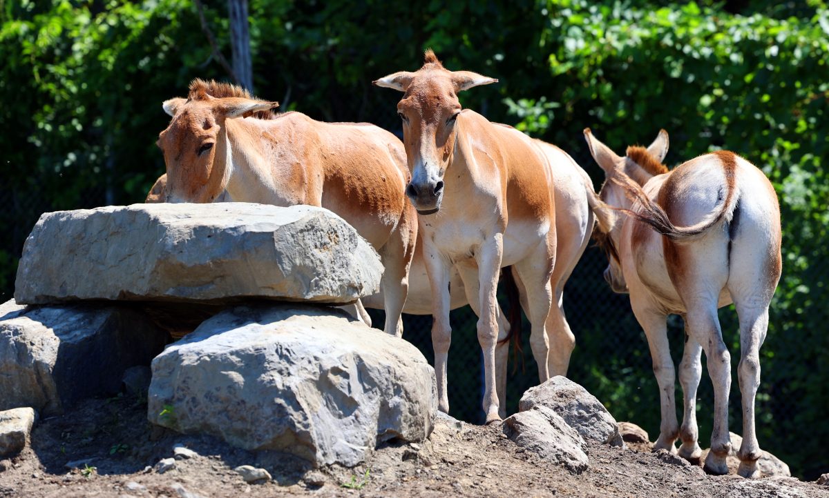 Zoo in NRW trifft schwere Entscheidung – Besucher trauern um ihren Liebling
