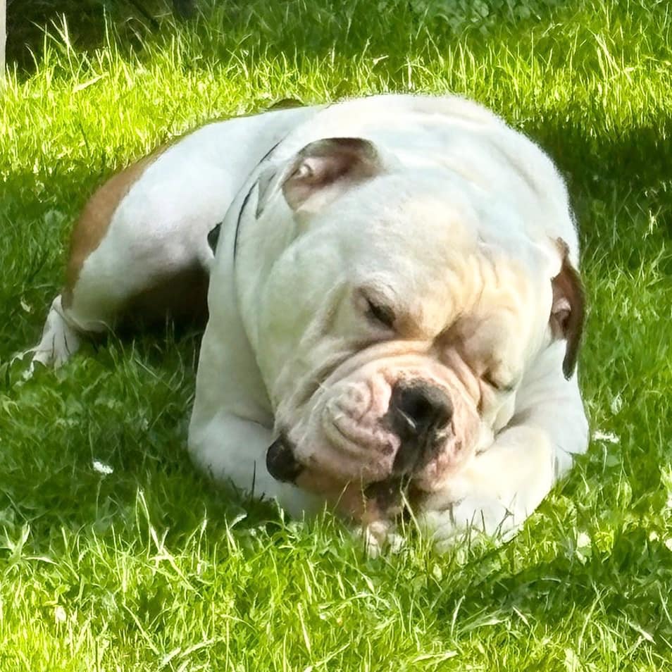 Tierheim Bergheim Bulldogge Buddy