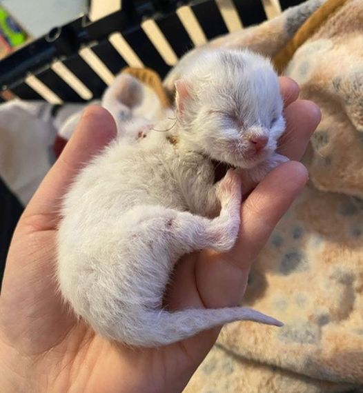 Baby-Katze landet im Tierheim in NRW.