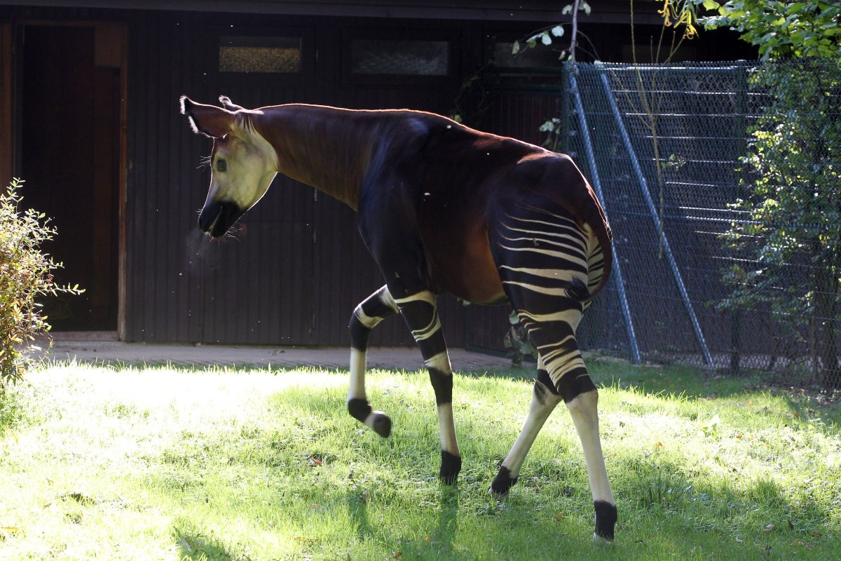 Zoo in NRW: Irrer Fund im Gehege – Tierpfleger plötzlich in heller Aufregung