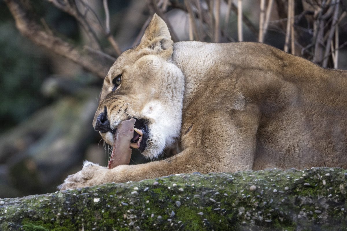 Zoo in NRW will Tiere seltener füttern – Besucher reagieren sofort