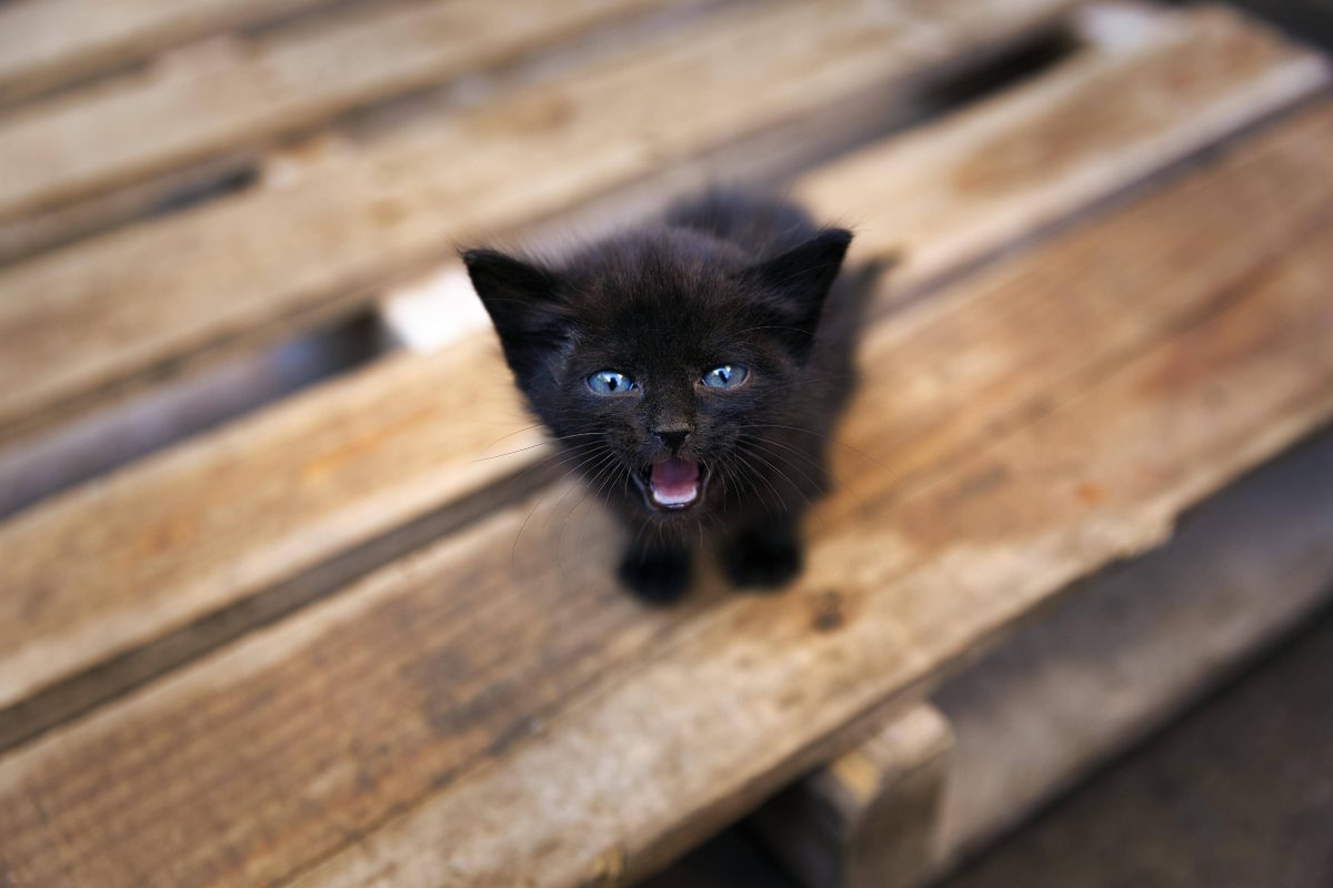 Katze in NRW: Tierheim-Mitarbeiter fassungslos, als sie hören, wo sie herkommt – „Kaum vorstellbar“