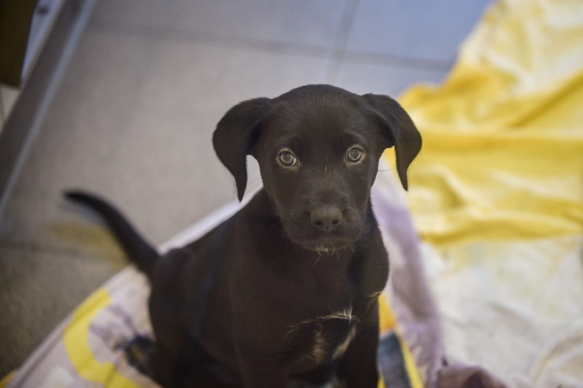 Ein Hund in einem NRW-Tierheim machte einen Wandel durch! (Symbolfoto)