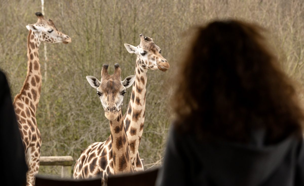 In der Zoom Erlebniswelt Gelsenkirchen gibt es in der Afrika-Welt NeuzugÃ¤nge!