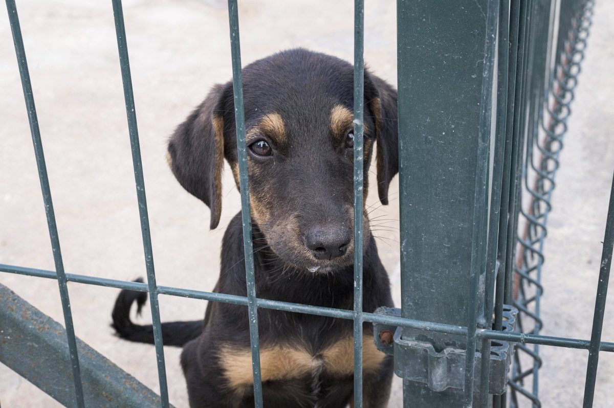 Ein Hund wartet in einem NRW-Tierheim auf ein neues Zuhause. (Symbolfoto)