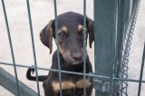 Ein Hund wartet in einem NRW-Tierheim auf ein neues Zuhause. (Symbolfoto)