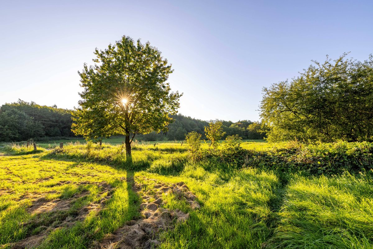 Wetter in NRW: Gerade Sommer – da sieht der Experte schon den Herbst kommen