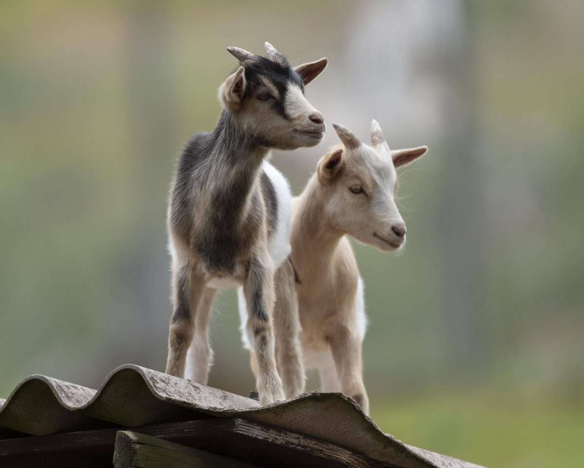 Zoo in NRW: Pfleger blicken staunend ins Gehege – es passierte gleich sechs Mal