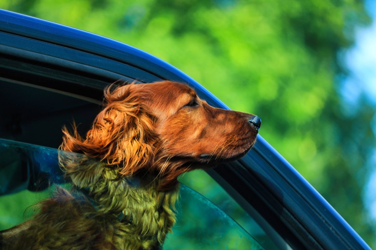 Urlaub mit Hund: Diese Frist darfst du auf keinen Fall verpassen