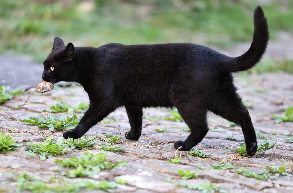 Katze in NRW