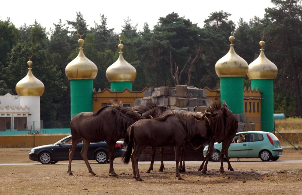 Autos hinter Gnus im Freizeitpark