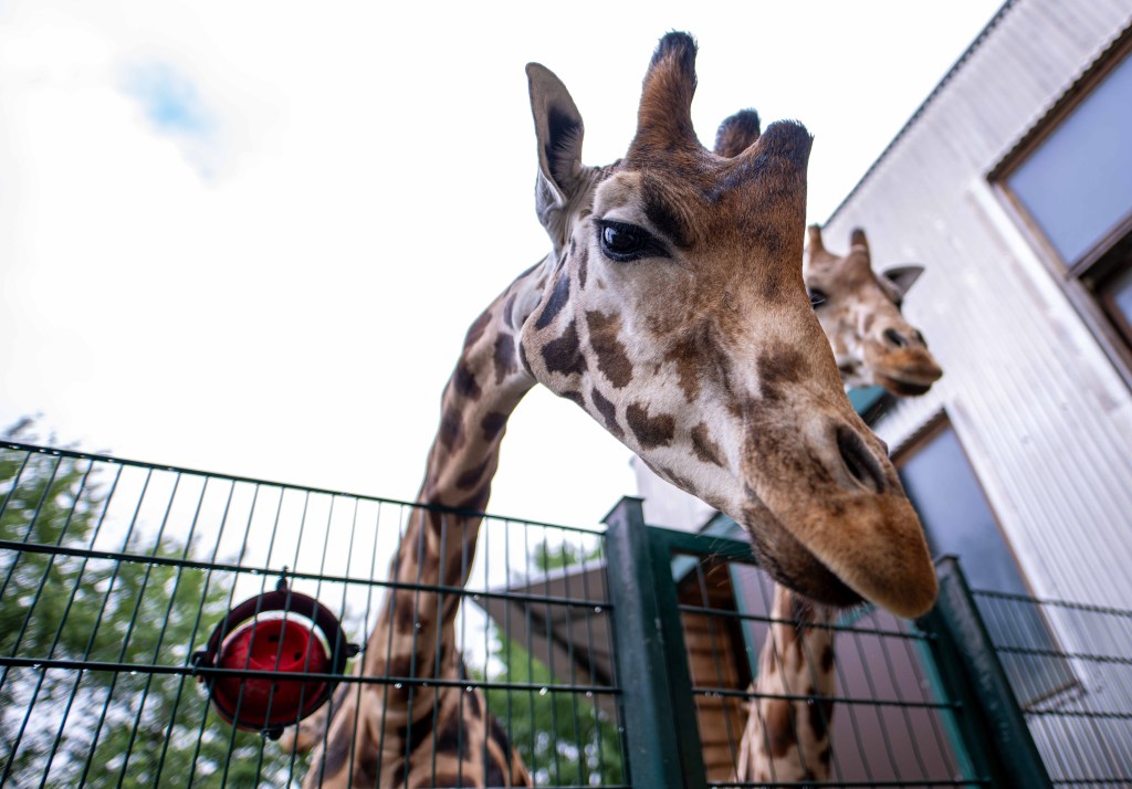 Giraffe beugt ihren Kopf über Zaun