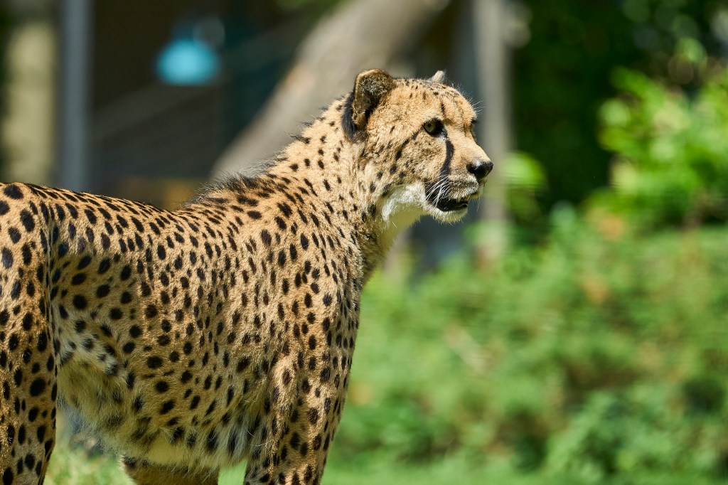 Gepard im Zoo