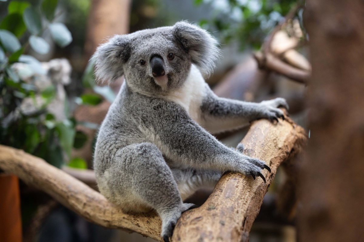 Koala