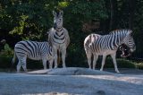 Zoo Duisburg