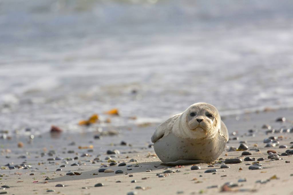 Ein Seehund liegt am Strand und zwinkert.