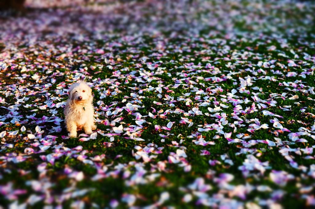 Ein süßer kleiner weißer Hund sitzt inmitten von Magnolienblättern im Volkspark in Düsseldorf.