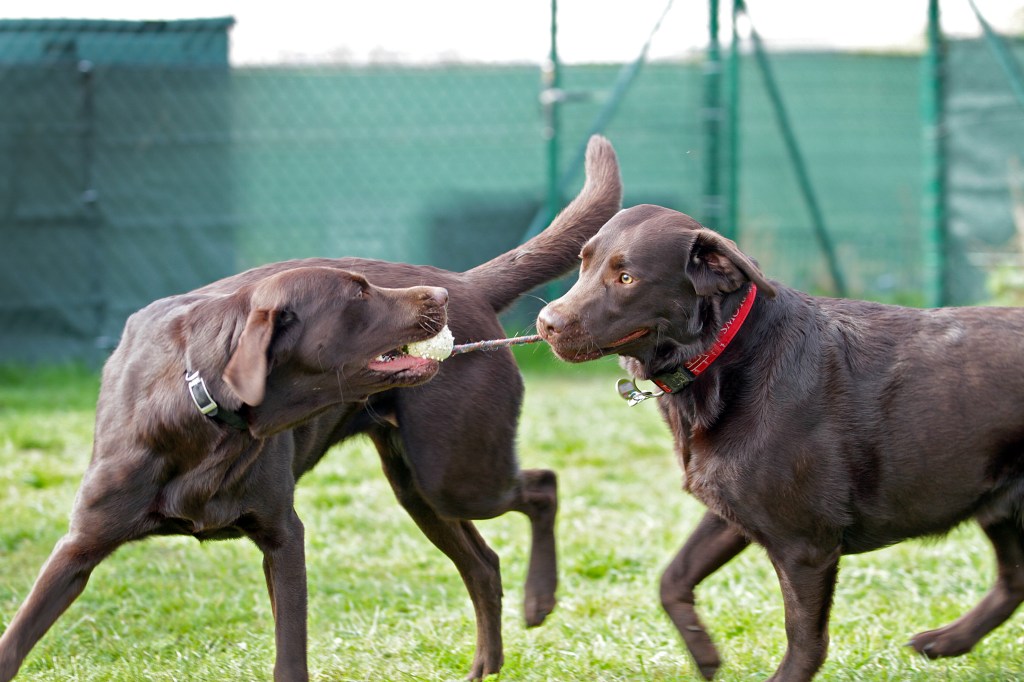 Zwei Hunde spielen auf einer großen Hundewiese auf einer Freilauffläche in einem Park in Düsseldorf.