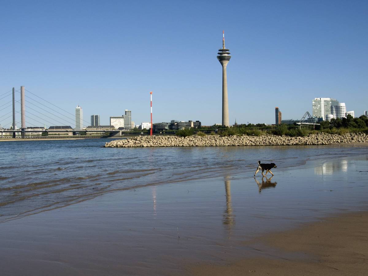 Hund läuft am Ufer des Rheins, im Hintergrund der Rheinturm in Düsseldorf.