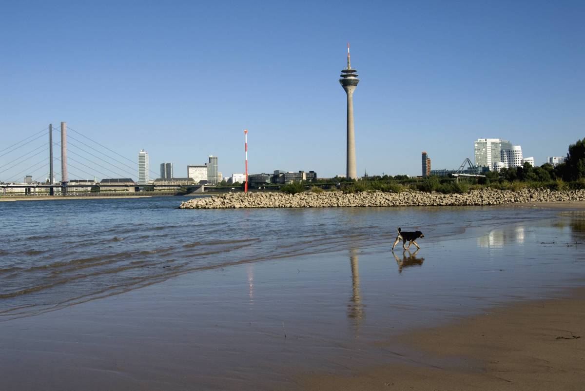 Hund läuft am Ufer des Rheins, im Hintergrund der Rheinturm in Düsseldorf.