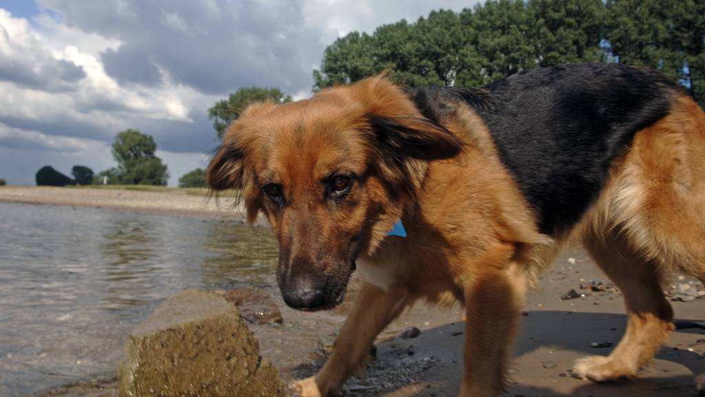 Schäferhund steht am Flussufer vom Rhein in Düsseldorf und hat gerade Wasser getrunken.