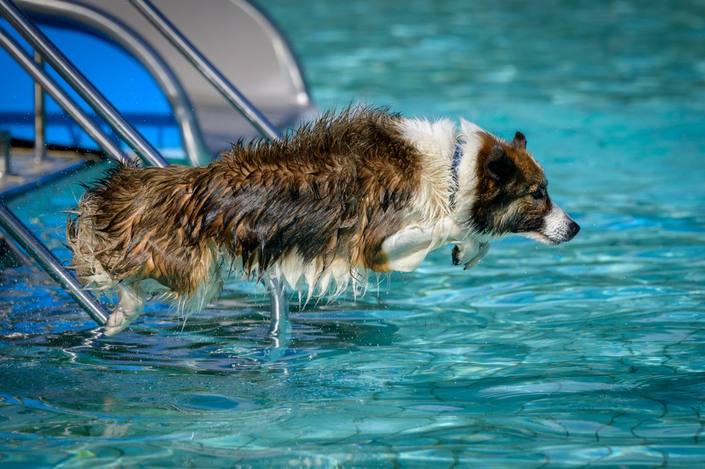 Ein Hund springt in in einem Freibad in Düsseldorf in ein Schwimmbecken.