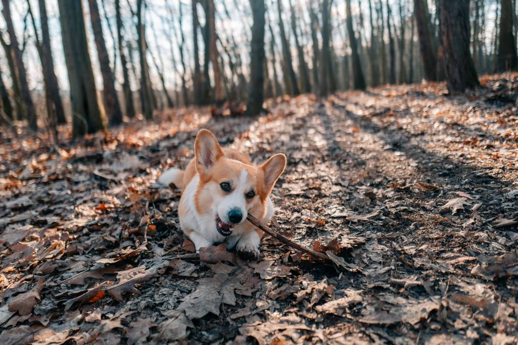 Ein Hund liegt auf dem Waldboden und kaut auf einem Ast herum.