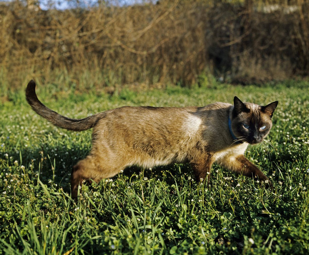 Seal Point Siam Hauskatze