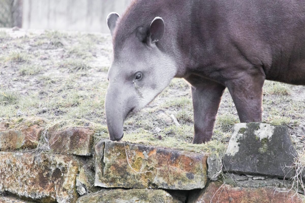 Duisburg Zoo in deep sadness – animal loses fight against disease