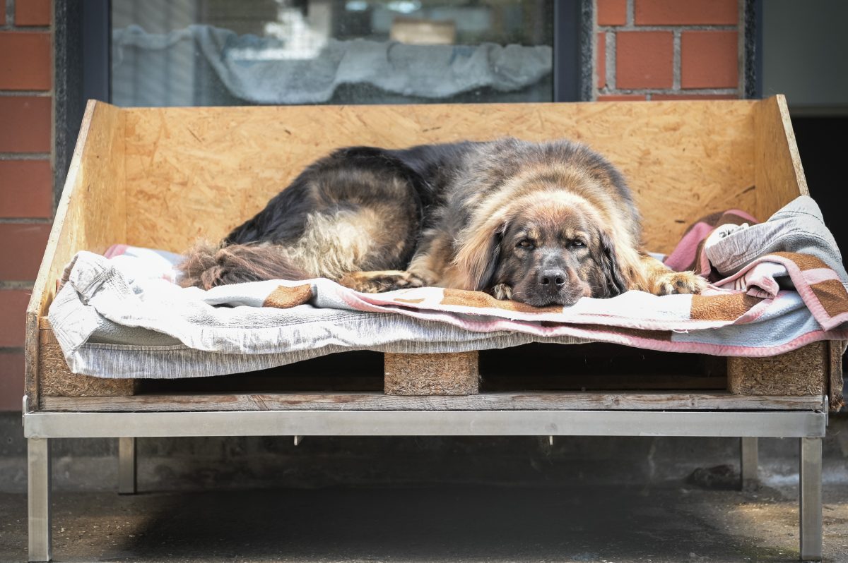 Hund im Tierheim