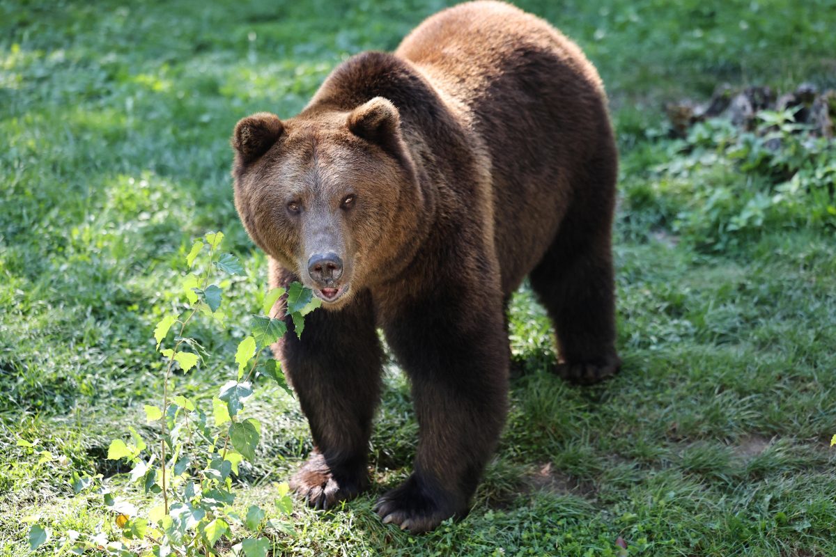 BraunbÃ¤r im Zoo