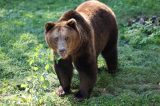 Braunbär im Zoo