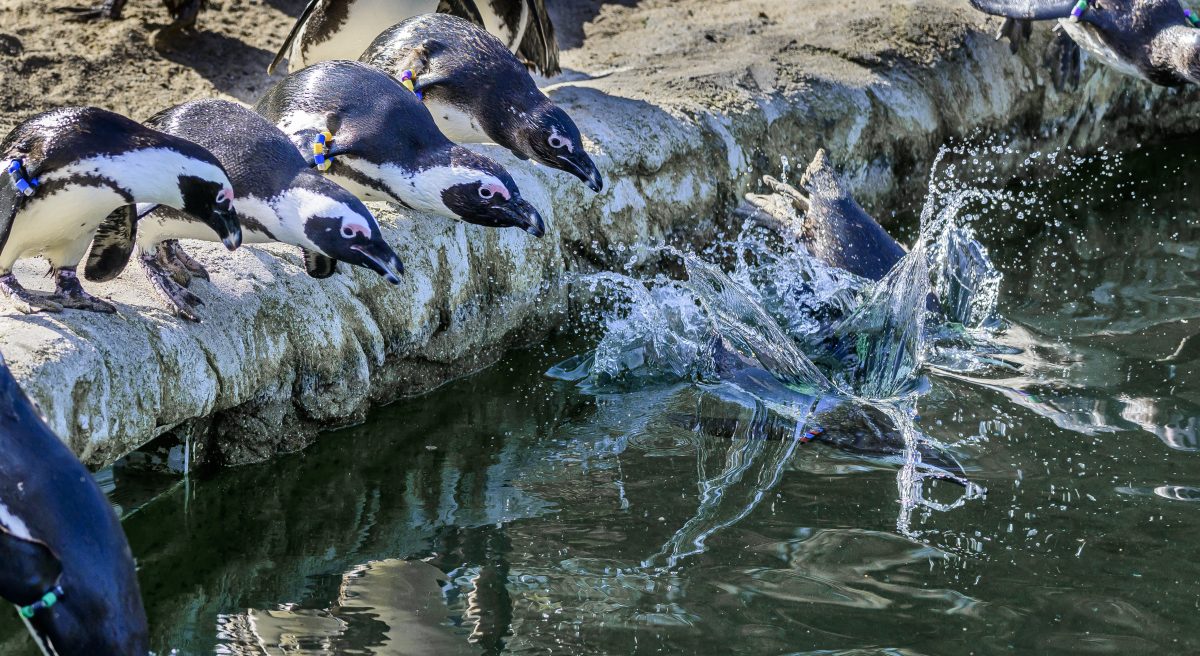 Zoom Gelsenkirchen: Pinguine