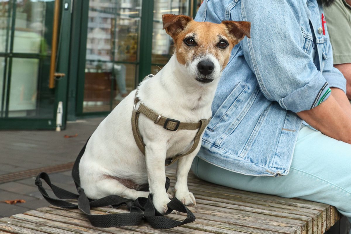 Hunde in Essen