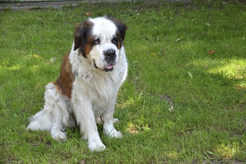 Hund Mia aus dem Tierheim Paderborn