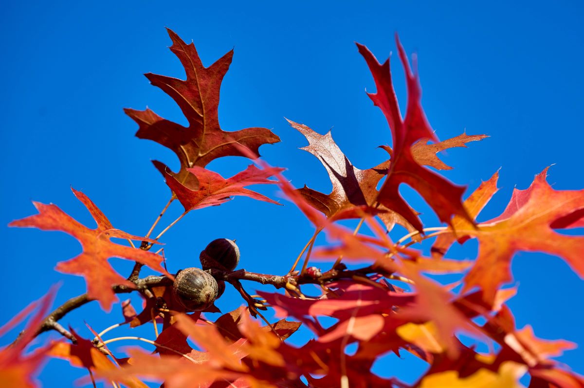 Wie wird das Wetter in NRW in den nächsten Herbsttagen?