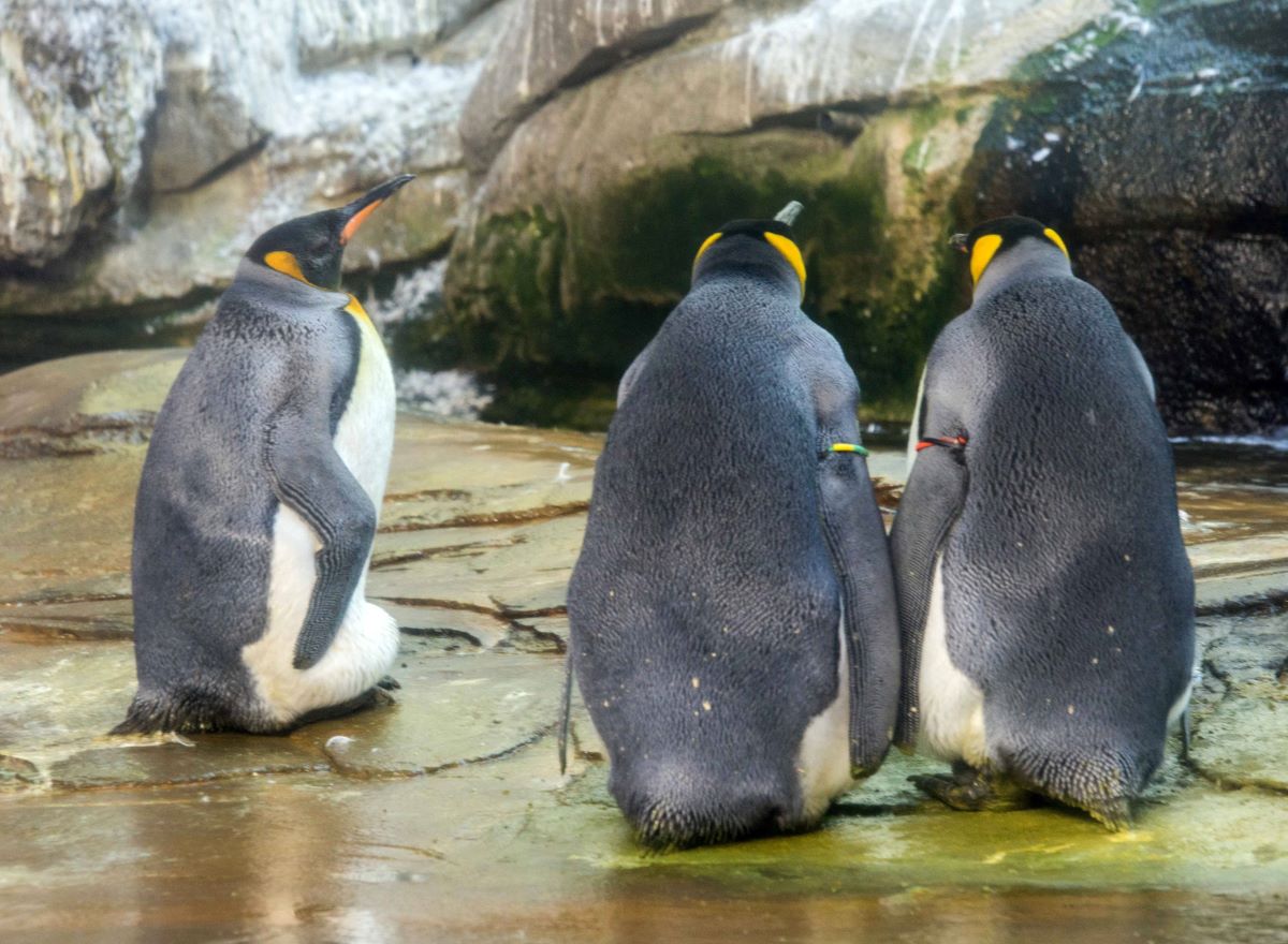 Ein Zoo in NRW muss sich von einem KÃ¶nigspinguin verabschieden.