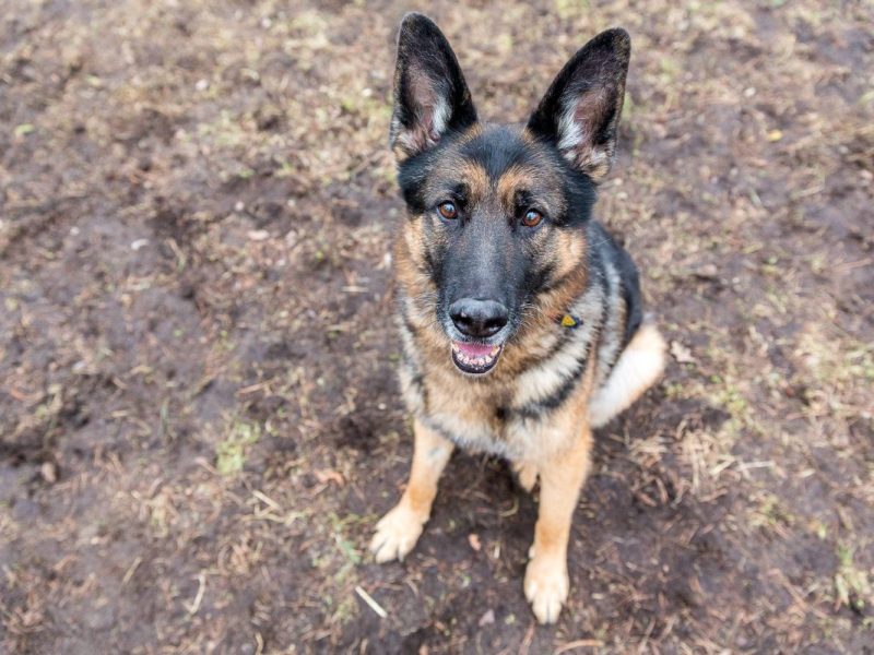 Hund in NRW erhält Post ins Tierheim – beim Inhalt klappt Pflegern die Kinnlade herunter