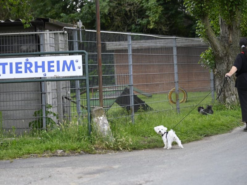 Tierheim in NRW: Kleine Kinder plötzlich vor der Tür – ergreifend, was sie in den Händen halten