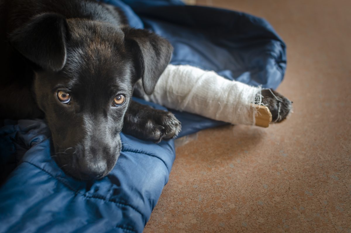 Tierheim NRW: Hunde-Drama (Symbolbild)