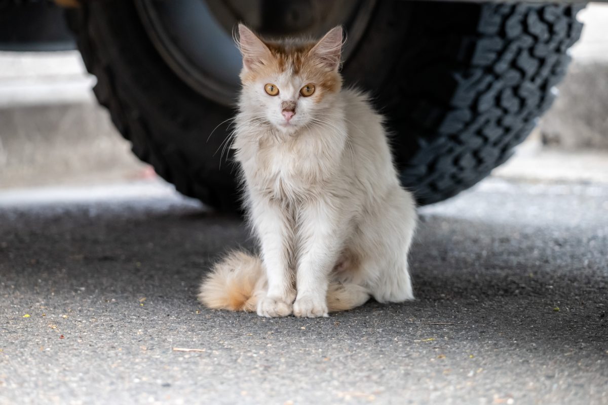 NRW: Katze angefahren (Symbolbild)